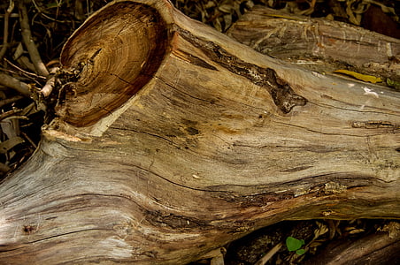 legno, albero, tronco, segato, legname, trama, marrone