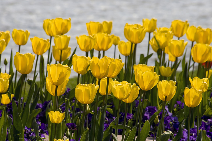 flores, tulipas, amarelo