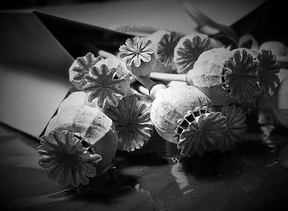 pods, seed, poppy, dry, bleached, detail, black white