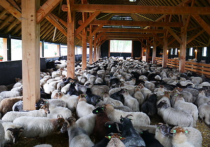sheep, black sheep, stable, sheepfold, barn, animal, brown
