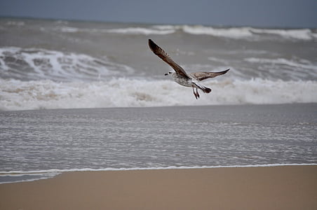seagull, sea, the antilla, lepe, huelva, shore, landscape