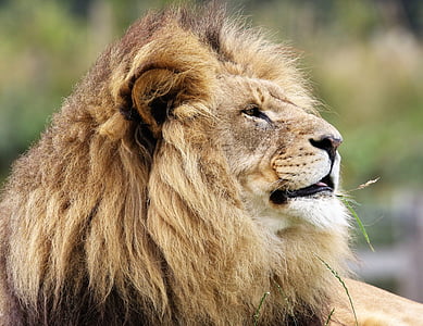 Liūtas, didelės katės, didelis, katė, Laukiniai gyvūnai, laukinių, Carnivore