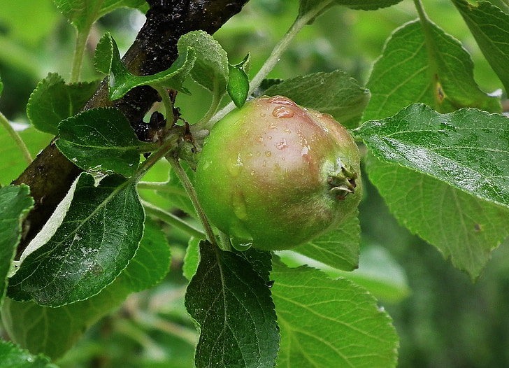 Apple, grøn, æbletræ, forår, frugt, træ, blade