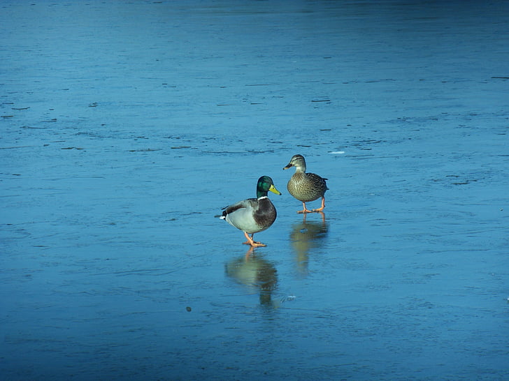 Дрейк и патица, лед, езеро, зимни