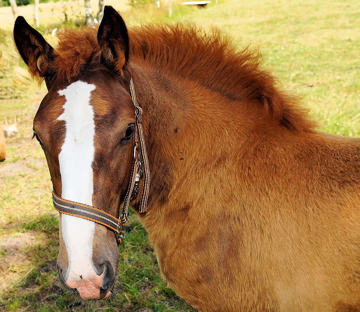 horse, foal, young animal, brown, curious, pasture, head