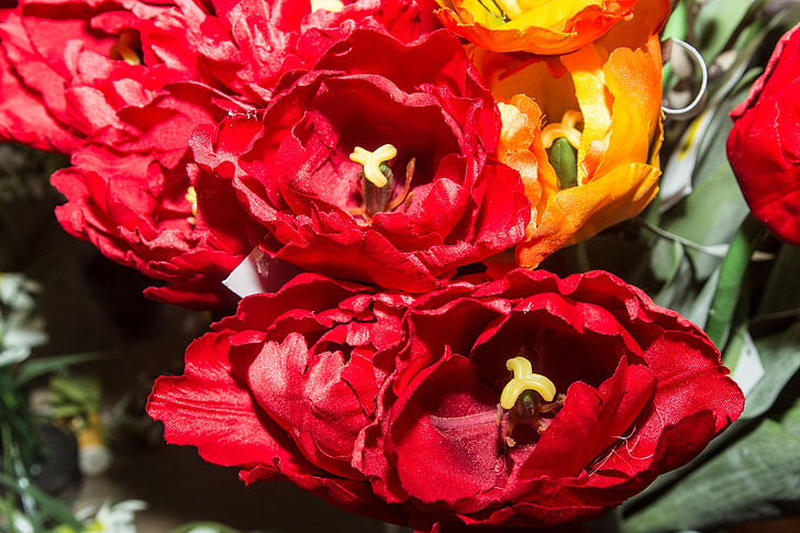 nature, flowers, tulips, plant, red, bloom