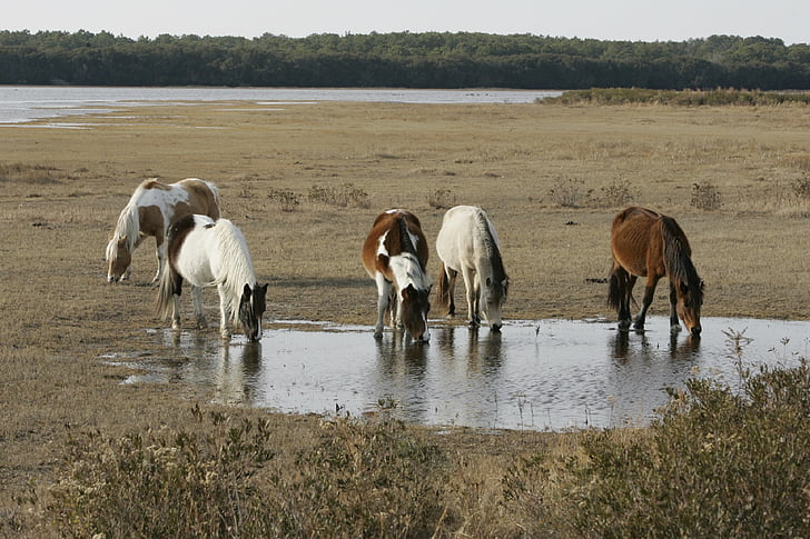chevaux sauvages, Assateague island, plage, faune, nature, Feral, nature sauvage