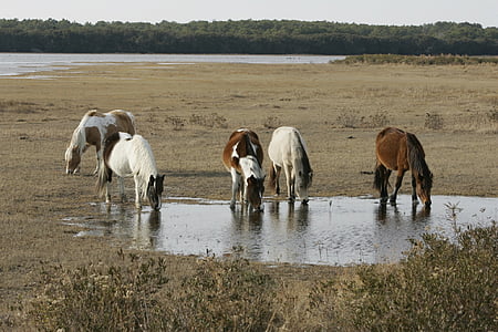 divé kone, Assateague island, Beach, voľne žijúcich živočíchov, Príroda, diviačej, Wilderness