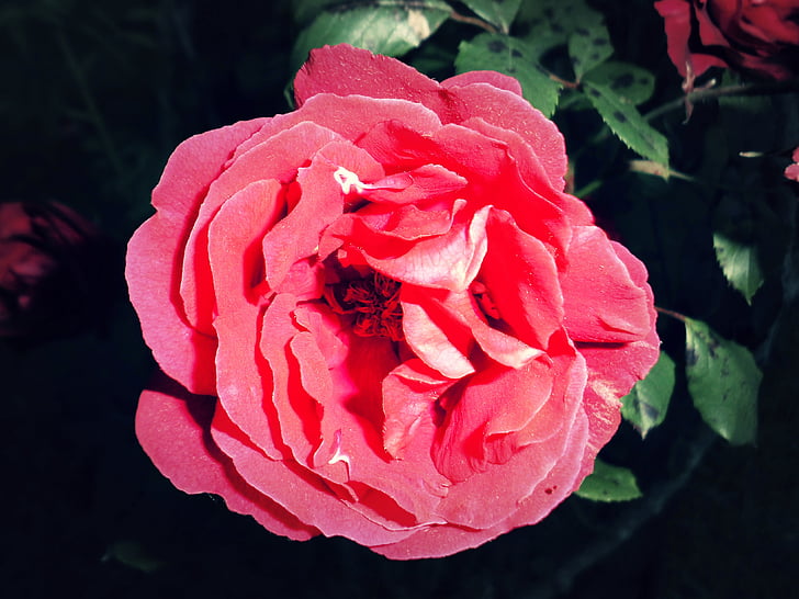 Rosa, blomma, röd, naturen, Thorn, épiné