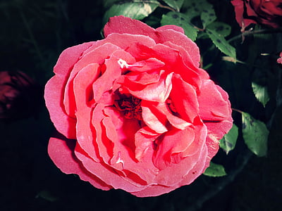 Rosa, Blume, rot, Natur, Dorn, épiné