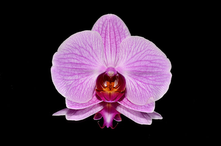 Pink, orkideer, blomst, Orchid, natur, plante, PETAL