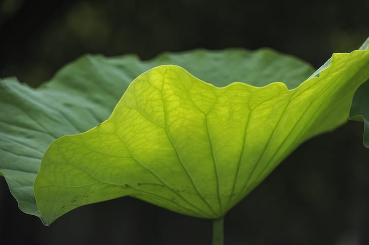 feuille de Lotus, veine, transmission de la lumière, nature, feuille, plante, couleur verte