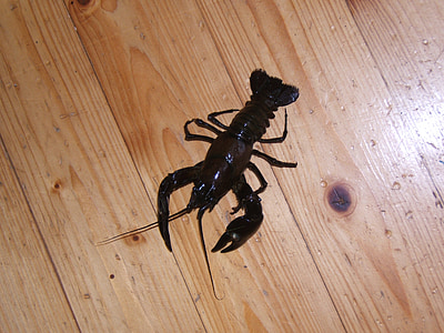 canker, signal crayfish, hardwood floors, ground floor
