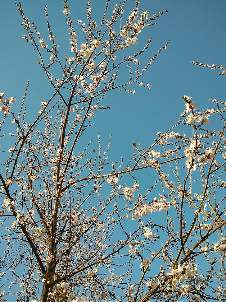 Цветение персика, дерево, Весна