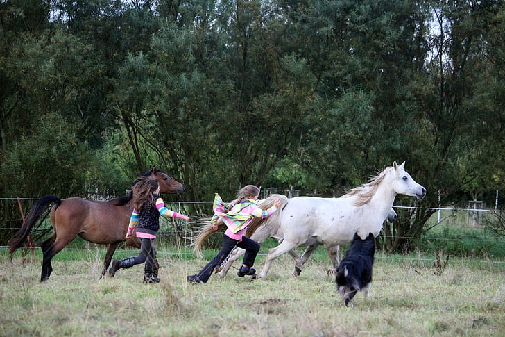 horse, girl, friendship, play, race, pasture, summer