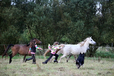 paard, meisje, vriendschap, spelen, race, grasland, zomer