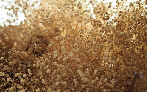 dried flowers, flowering grass, decorate, nature, wood decor, home decoration, dry