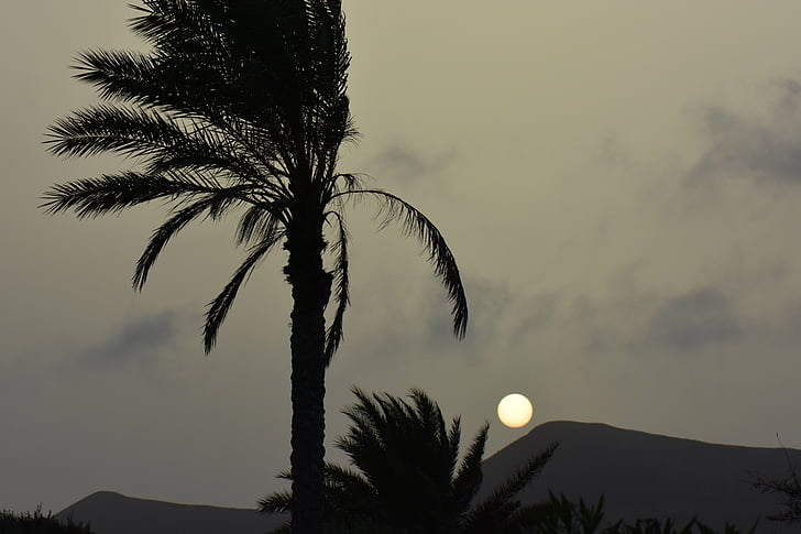 palm tree, sun, sunset, landscape, nature, silhouette, setting sun