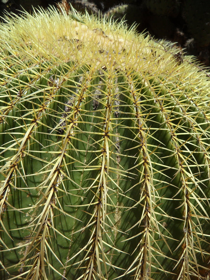 Cactus, Ball cactus, klotformig, taggig, sporre, Cactus växthus, grön