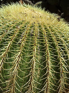 kaktusas, kamuolys kaktusas, gaubliškas, dygliuotas, atšaka, kaktusas šiltnamio efektą sukeliančių, žalia