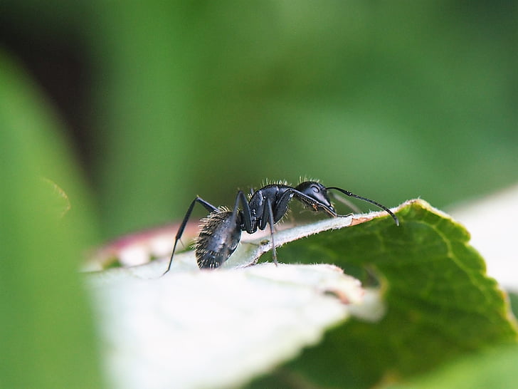 ant, leaf, garden, close, nature, insect, green