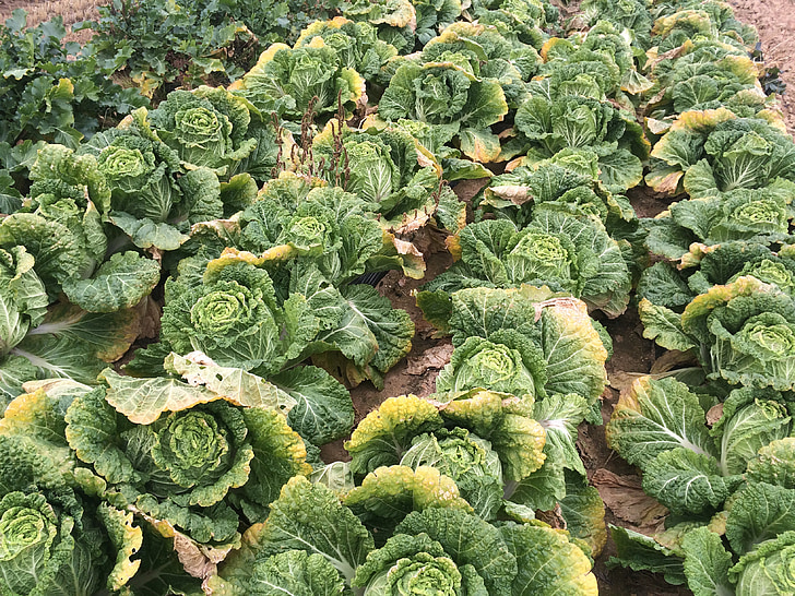 chinese cabbage, green, vegetables, farming, plants, kim jang, farm