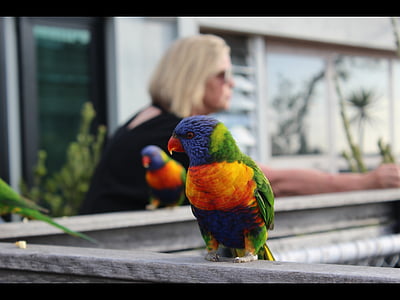 regnbue, Lorikeet, papegøje, Melbourne, St kilda, fugl, fodring