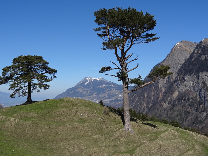 vuoret, Pine, regitzer spitz, falknis, Sveitsi, Graubünden