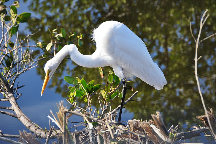 bela čaplja, Florida, bela, ptica, prosto živeče živali, narave, divje