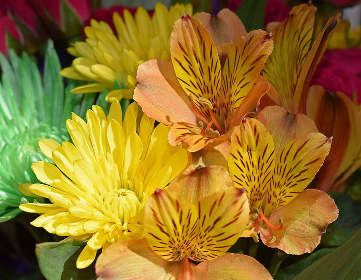 alstroemeria, перуански Лилия, Хризантема, цвете, Блосъм, Блум, растителна