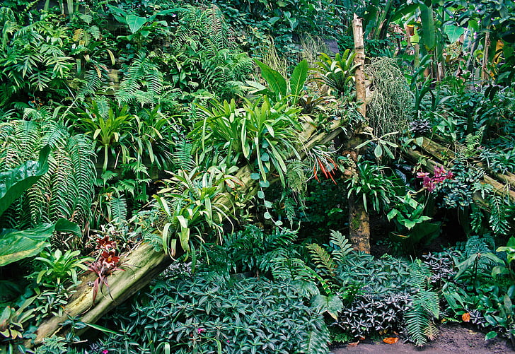 plantes tropicales, afficher, Jungle, Tropical, vert, nature, plante