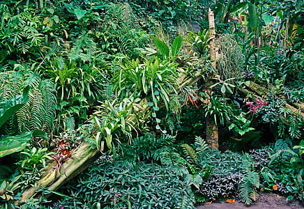 trópusi növények, kijelző, dzsungel, trópusi, zöld, természet, növény