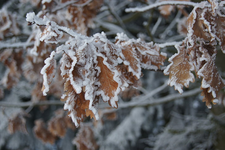 hiver, gelée blanche, neige, chêne, feuilles, arbre, gel