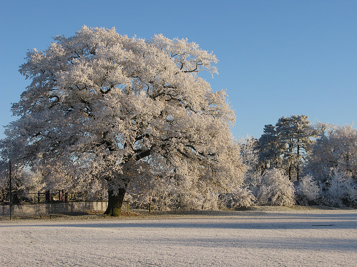 frost, oak, claverdon, winter, tree