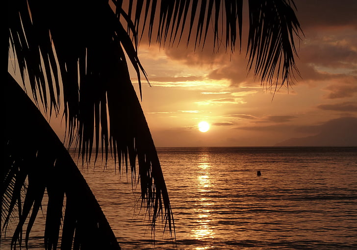 solnedgång, palmer, stranden, gyllene