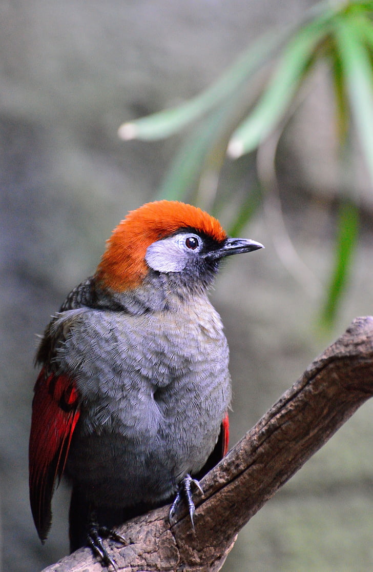 vták, červená-okrídlený smeje drozd, exotické, lietať, krídla, pierko, voľne žijúcich živočíchov