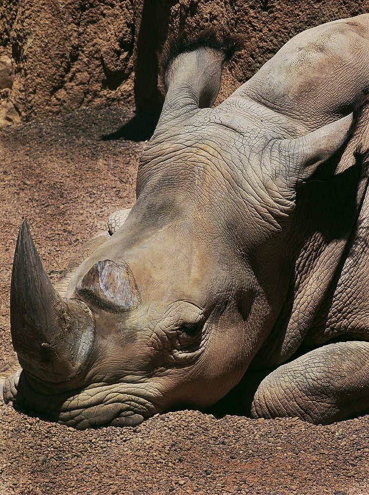 Rhino, ennuyeux, animaux, Zoo, nature, faune animale, animaux à l’état sauvage