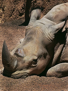 Rhino, tylsä, eläimet, Zoo, Luonto, eläinten wildlife, villieläimet