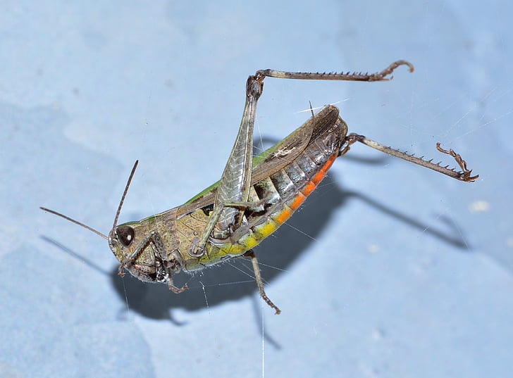 insectes, Orthoptera, sauterelle, vert, insecte, nature, animal