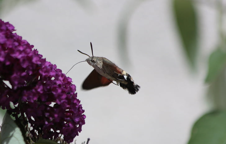 hummingbird hawk moth, butterfly, fly, moth, summer, nature, proboscis