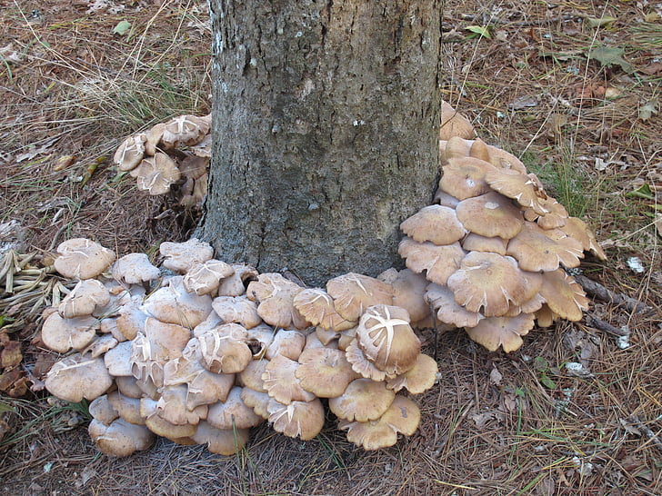 mushrooms, fall, autumn, season, forest, nature, tree