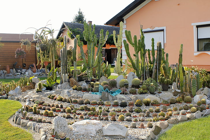 koníček, zahrada, exotiky, kaktus, Příroda, pichlavý