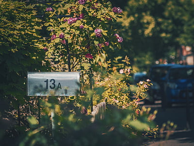 mailbox, outside, green, trees, flowers, nature, outdoors