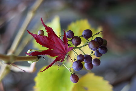 grape, leaf, tree