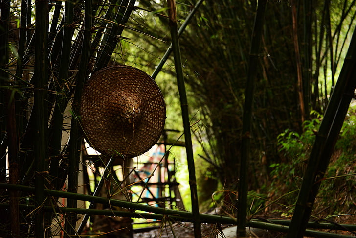 bambus, krajiny, scenérie, klobúk, Woods