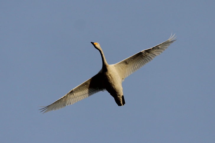 swan, bird, fly, sky