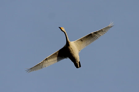 Swan, fuglen, fly, himmelen