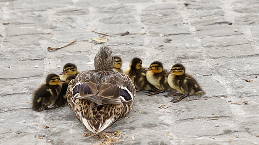 水禽, 绿头鸭, 年轻, 雏鸭, 保持在一起, 学习, 鸟