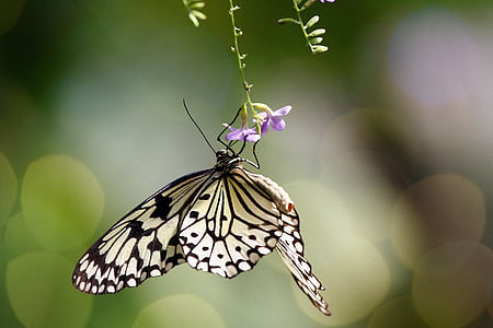 vlinder, tropische, bloem, insect, patronen, macro, Close-up