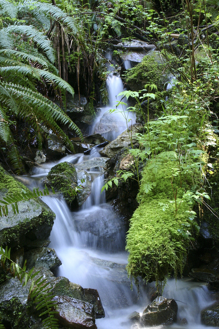 nature, waterfall, outdoor, forest, stream, ferns
